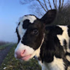 Meet your Posher, Lauren schenck